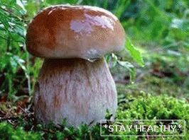 грибы для похудения