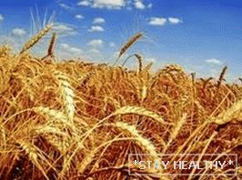 пшеница и зерно для похудения