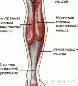 Качаем ікры ног дома і ў трэнажорнай зале