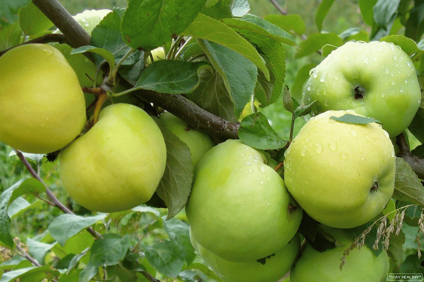 Сорт яблонька. Яблоня мельба. Сорт яблонька. Сорт яблони мельба. Сорт яблонька.