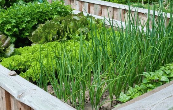 Лук у агародзе - агляд відаў і гатункаў, з чым добра суседнічае на градках