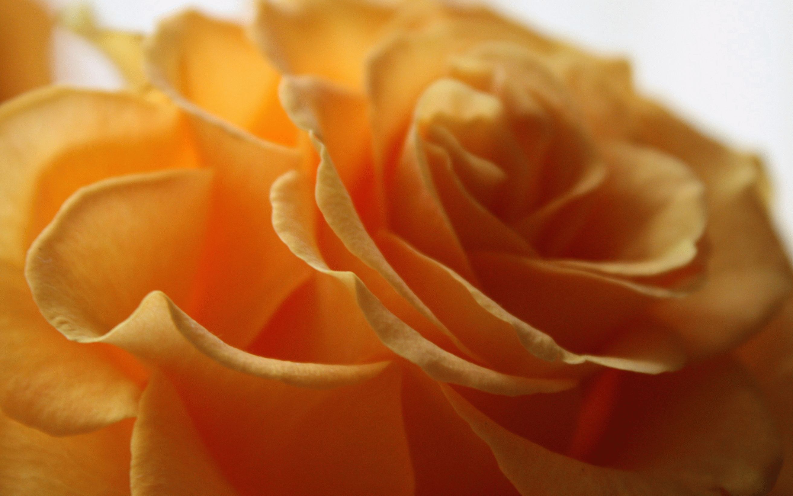 Желтоватые или розовые лепестки. Оранжевые розы. Желто оранжевые розы. Рыжие розы.