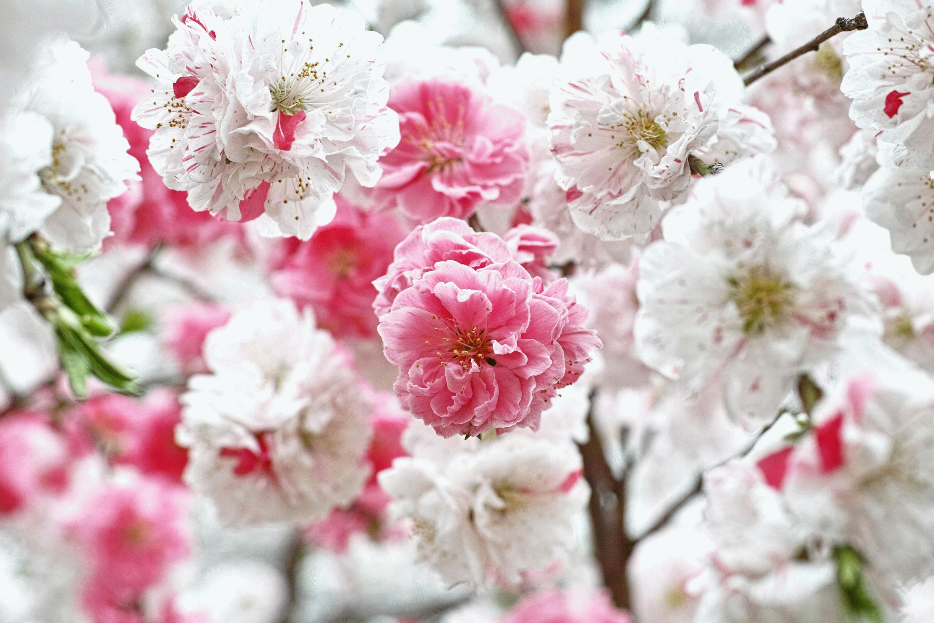 Весенние статусы красивые. Сакура белая махровая. Сакура Цветущая махровая. Красивые весенние цветы.