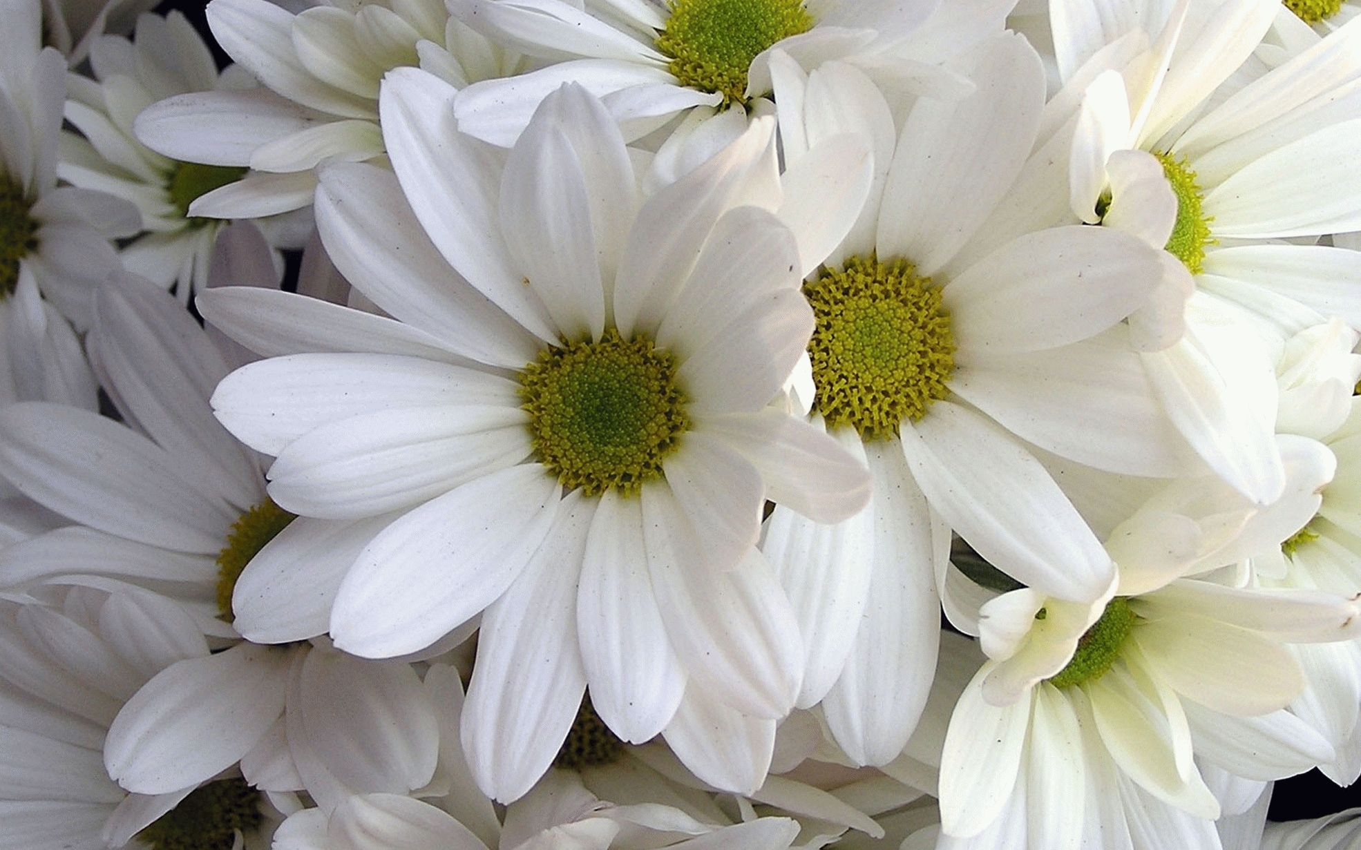 Белые цветочки картинки. Белая Хризантема бакарди. Хризантема Ромашковая белая. Красивые белые цветы. Цветочки ромашки.