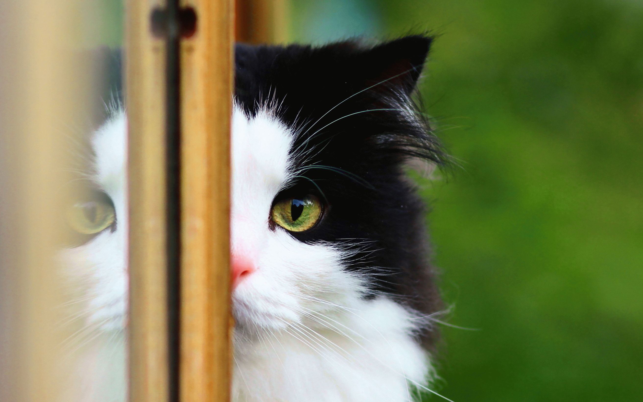 Песня выглянуло кошка. Кошка выглядывает. Выглядывает в окно. Котик выглядывает из окна. Черно белый кот.